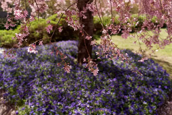 Tulip Top Gardens (27)